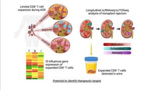 Graphical Abstract