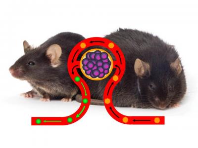 Synthetic Anti-Obesity Device