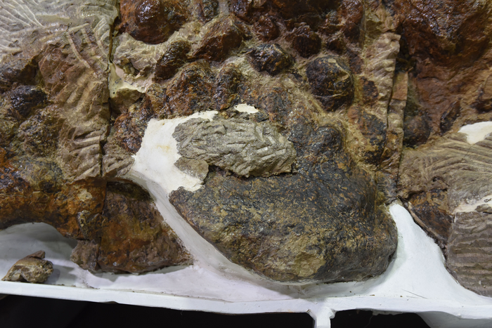 Injured and healed spike from Zuul's left side.