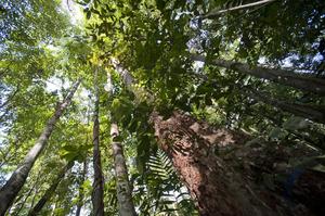 Forest in French Guyana