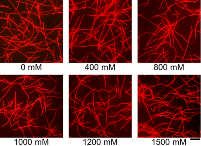 Effect of trimethylamine N-oxide (TMAO) on the conformation of microtubules (MTs)