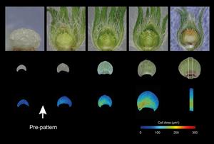 The bullseye pre-pattern occurs early in petal development and marks the boundary where the colour changes from purple to white.