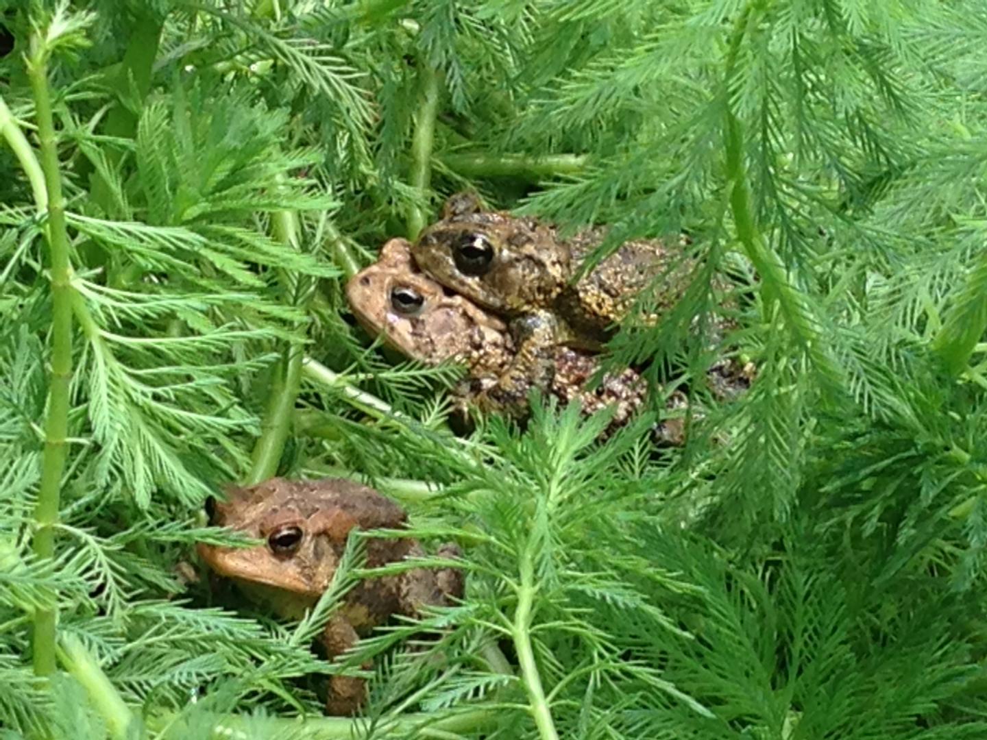 Adult Southern Toads in Amplexus (Breeding) at a Study Site