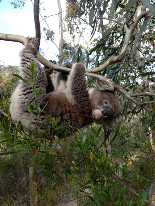 Koala at Belair National Park