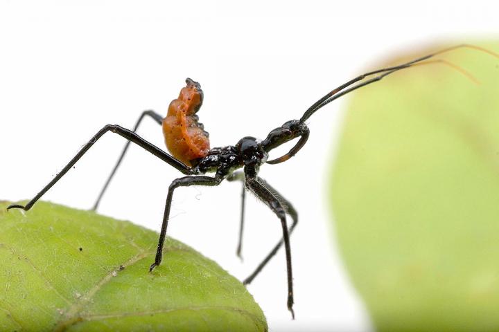 Assassin Bug