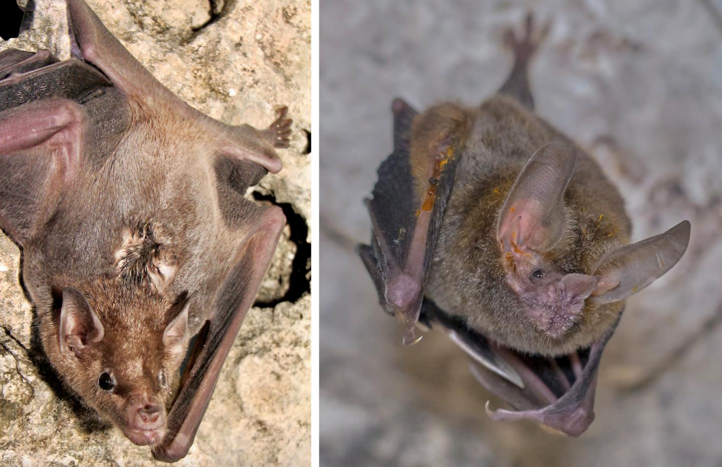 Odorous structures in 2 adult male bats M. Mu&ntilde;oz-Romo and P. B. Jones