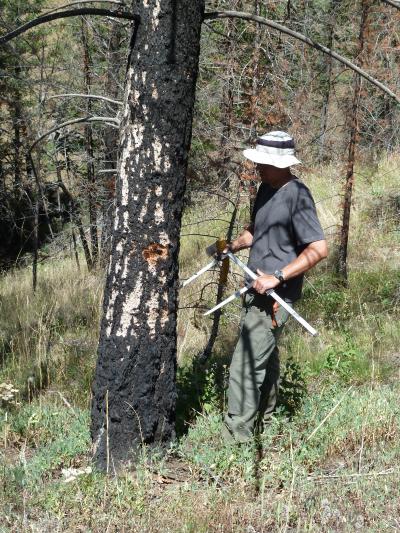 Researcher in Yellowstone National Park