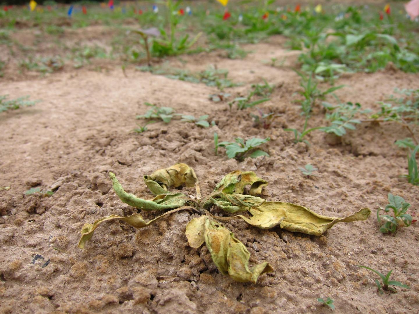 Wilted Tobacco Plant