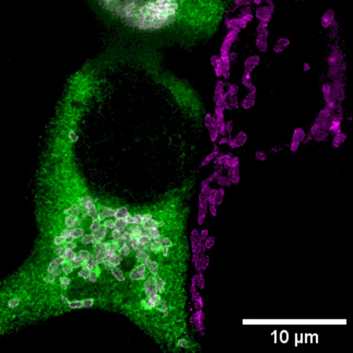 Demonstration that part of the transporter is located in mitochondria