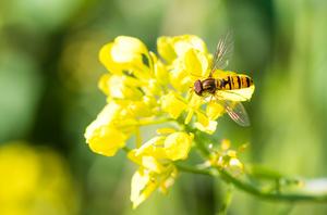 A marmalade hoverfly