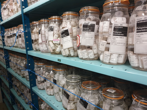 Zooplankton collections ready for future researchers