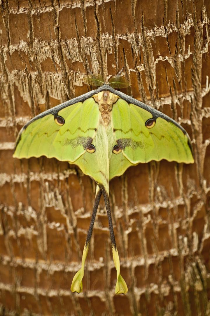 Bats Can't Take Credit for All [IMAGE] EurekAlert! Science News Releases