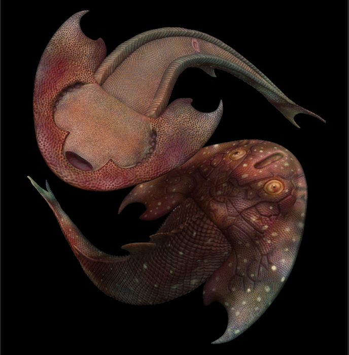 3D reconstruction of Tujiaaspis vividus