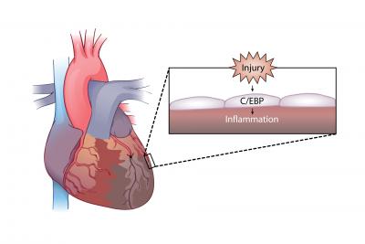 Re-awakening the Heart's Healing System (2 of 2)