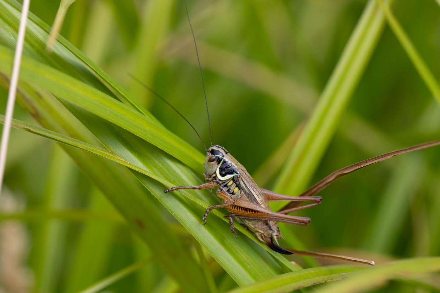 Crickets migrating in high elevations