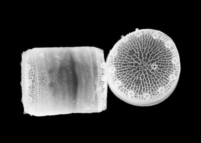 Diatom Thalassiosira pseudonana