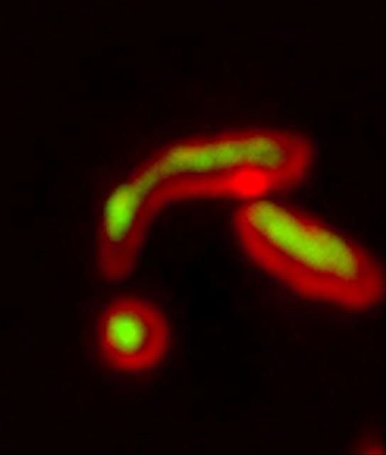 EurekAlert! Science News Releases