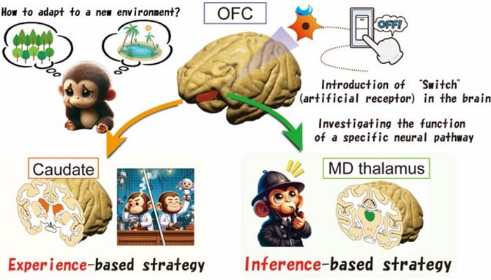 Researchers identify distinct neural circuitry underlying adaptive behavior in primates