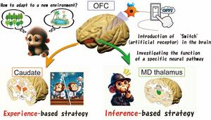 Researchers identify distinct neural circuitry underlying adaptive behavior in primates