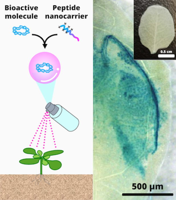 Modifying gene expression in plants with a spray