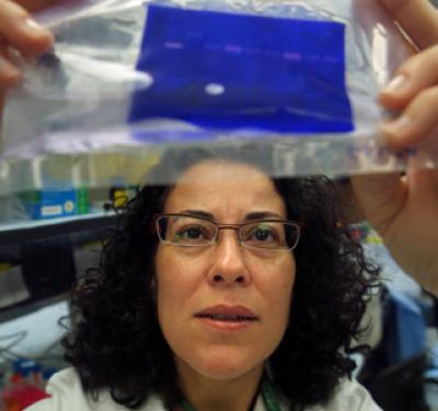 Better Understanding of Blood Vessel Constrictor Needed to Harness its Power for Patients (1 of 2)