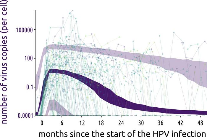 Human papillomavirus infection kinetics revealed in new longitudinal study