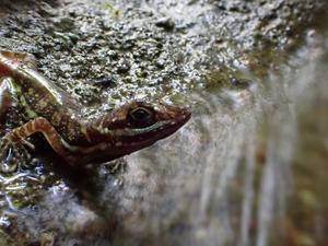 Water anole