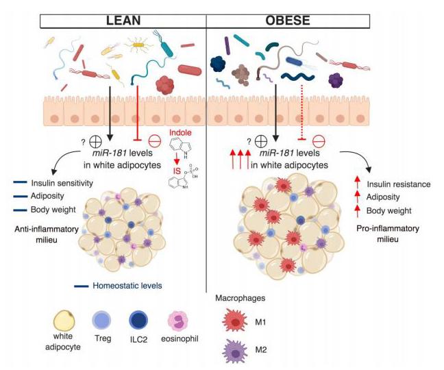 gut microbiome and obesity
