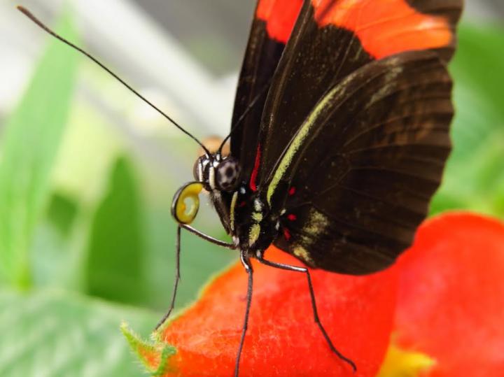 <i>Heliconius erato</i>