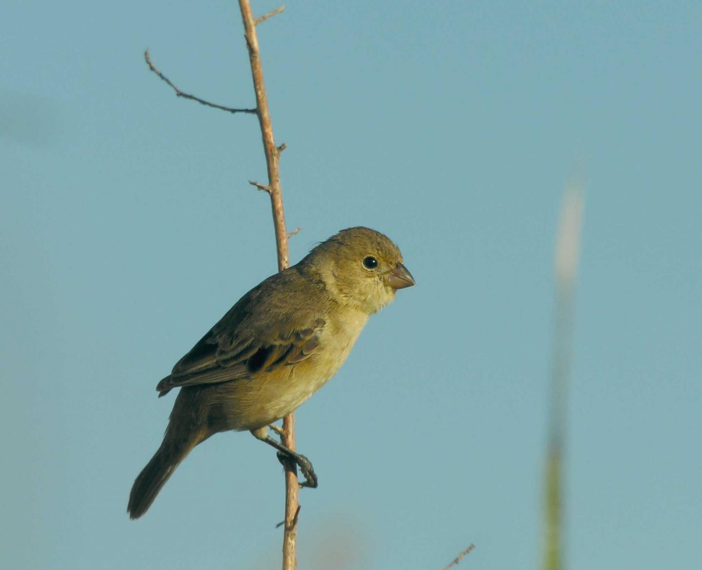 Despite Lack of Genetic Diversity, Why Do Finches Differ in Color? (3 of 18)