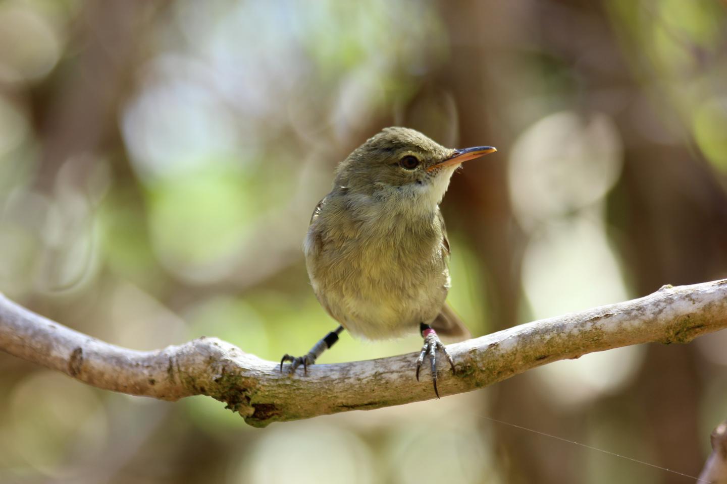 Seychelles Warbler