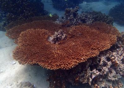 Coral from Persian Gulf
