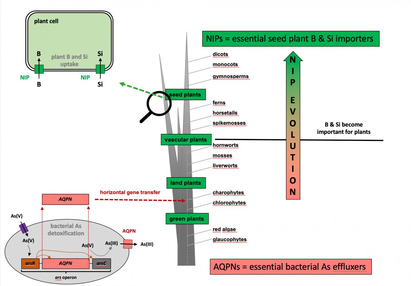 Evolution Converted Bacterial Arsenic Effluxers into Plant Nutrient Boron and Silicon Importers