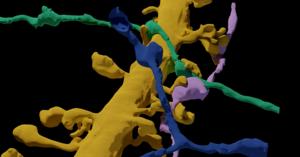 LIONESS can image and reconstruct the sample in a way that clarifies many dynamic structures and functions in live brain tissue