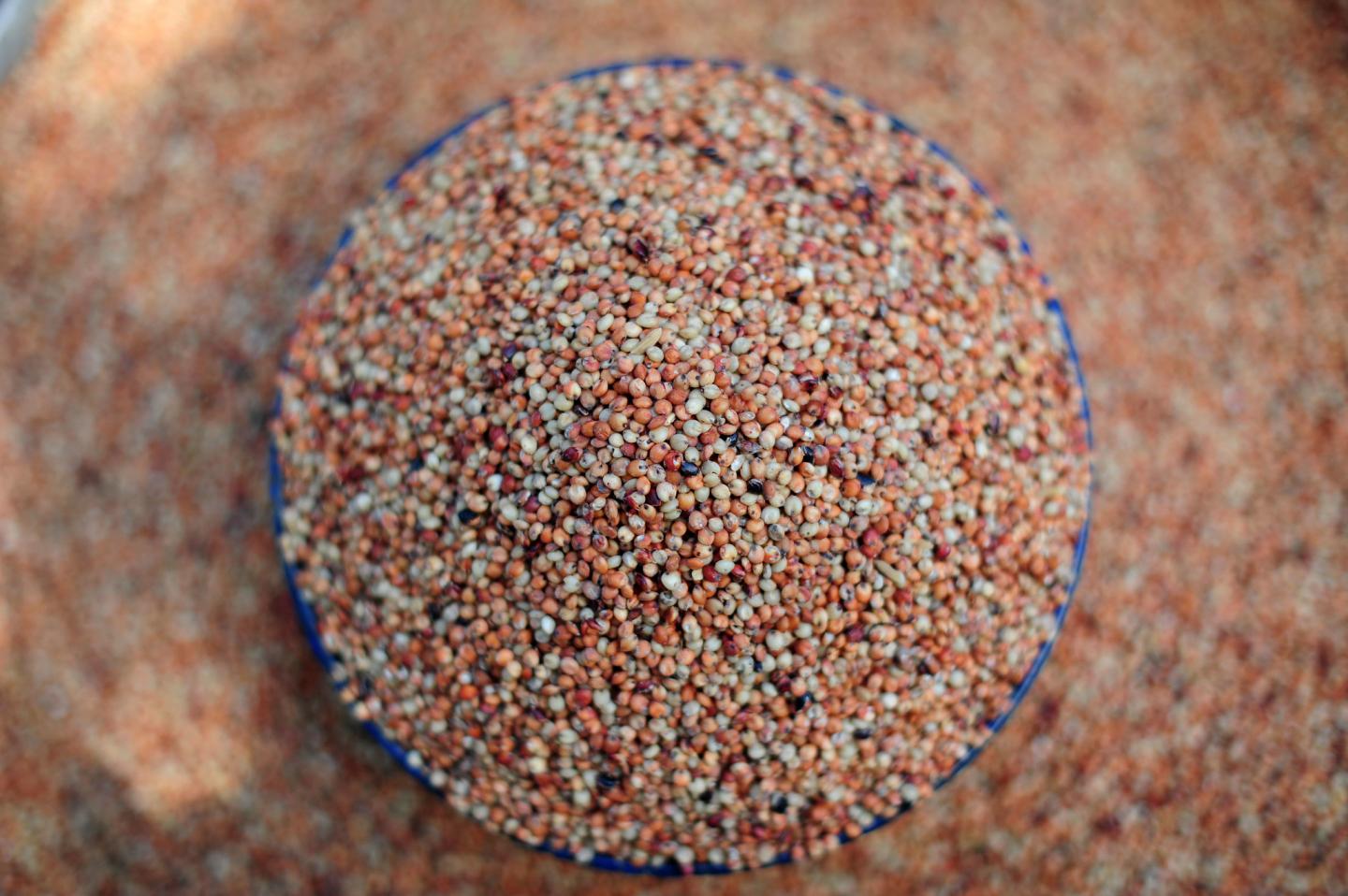 Sorghum in Ghana