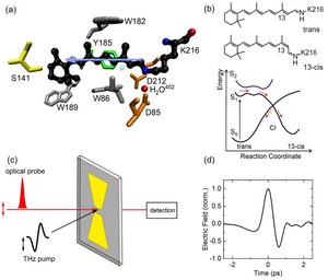 Molecular structure of the protonated retinal Schiff base in bacteriorhodopsin