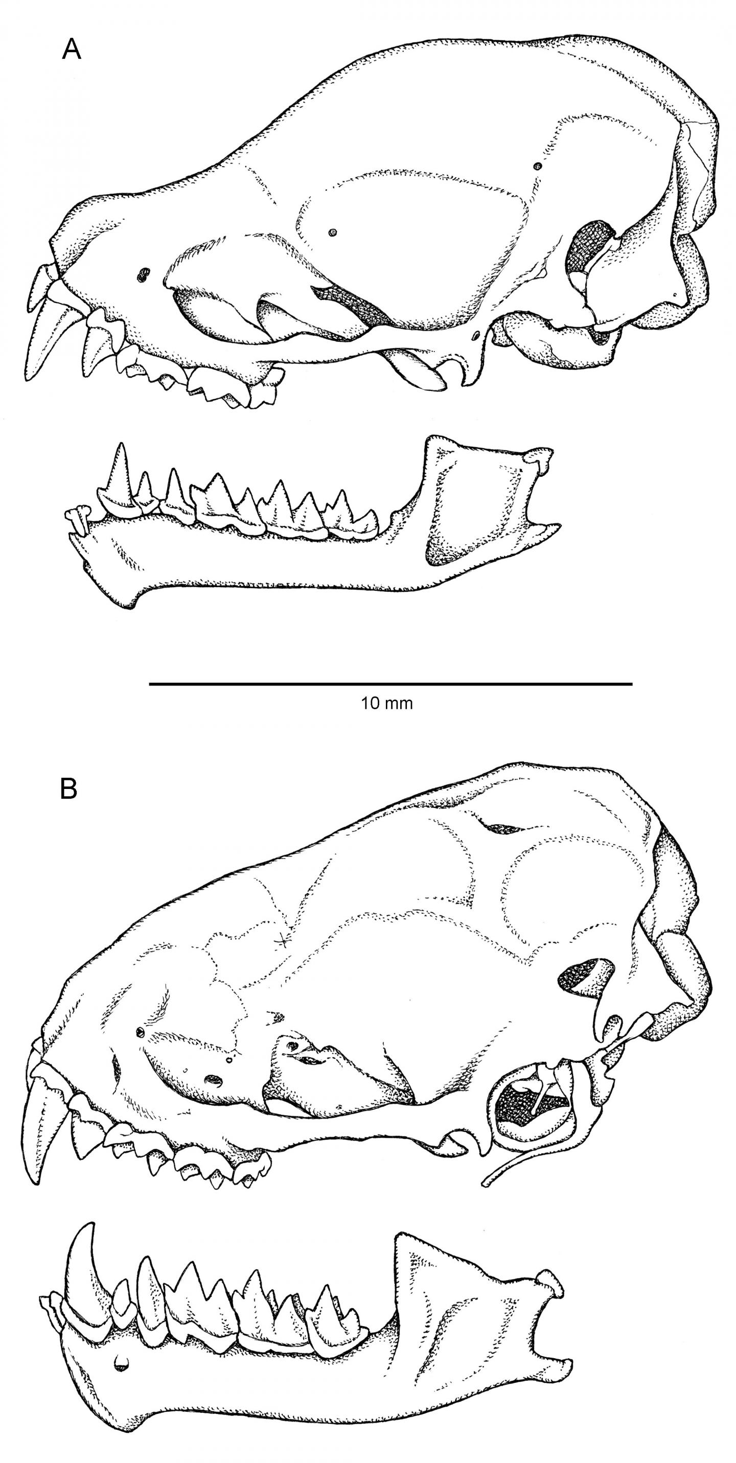 Skull Comparison