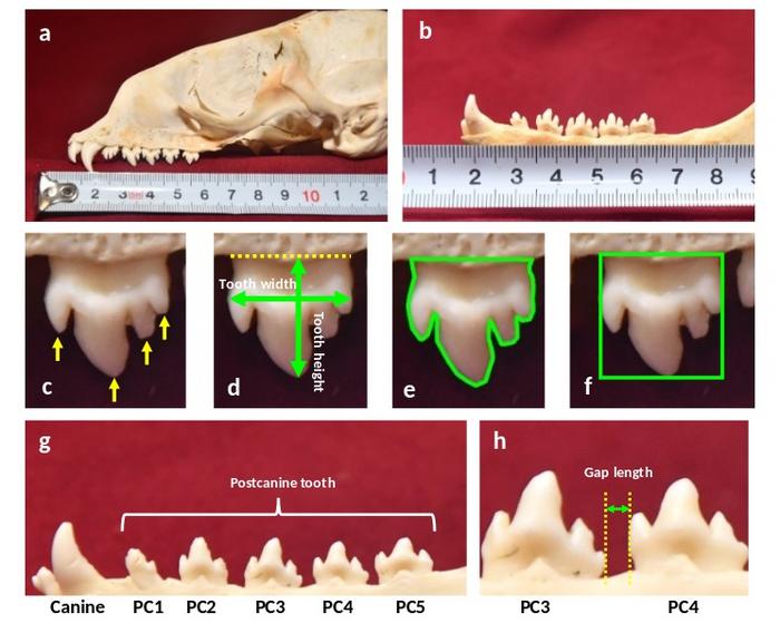 Skull specimens and tooth morphology measurements.