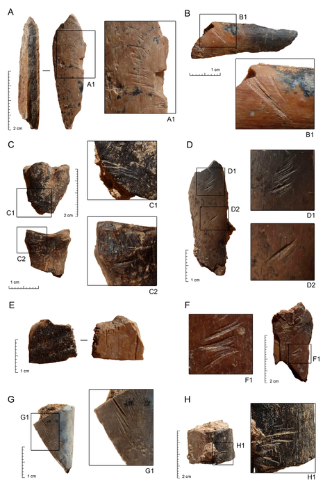 Deer bones with with cut marks.