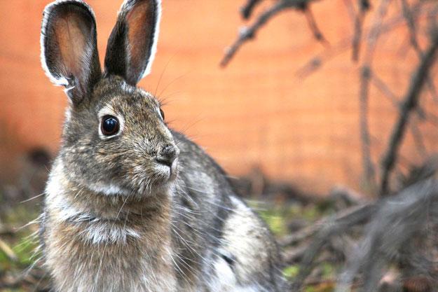 Why the Canadian Boreal Forest Differs from its Cousin in Northwestern Europe