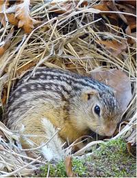 13-Lined Ground Squirrel (1 of 2)
