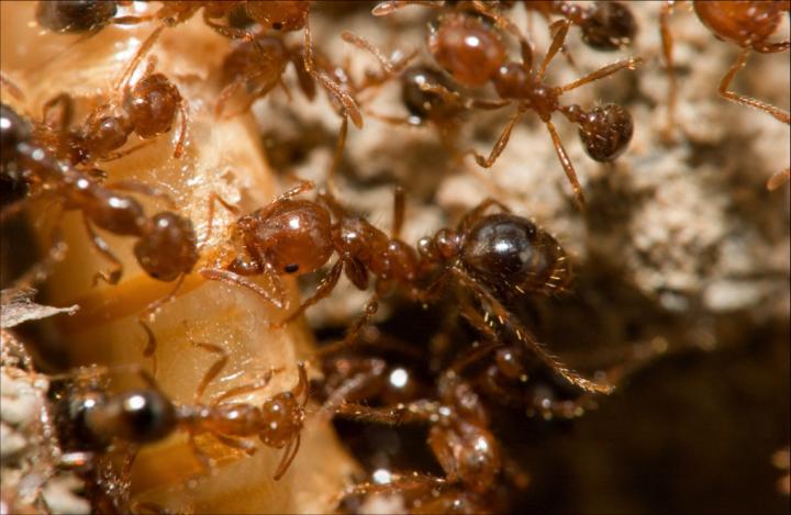 Fire Ants at Work