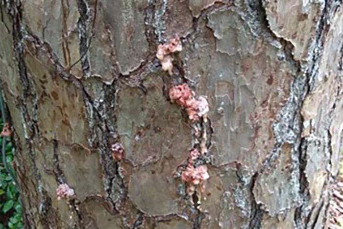 A beetle-attacked pine