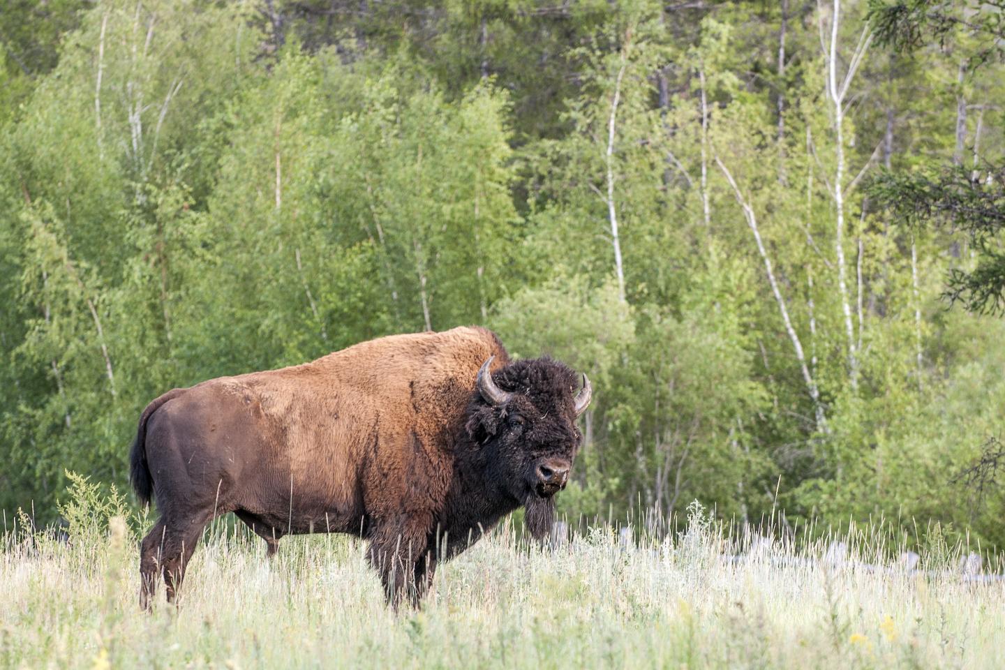 Wood Bison