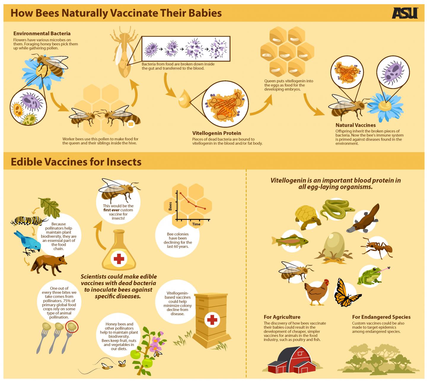 How Bees Naturally Vaccinate Their Babies
