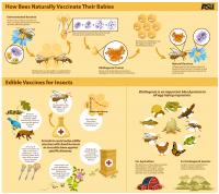 How Bees Naturally Vaccinate Their Babies