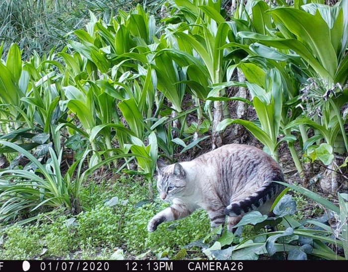 Can Cats and Coyote Co-Exist?