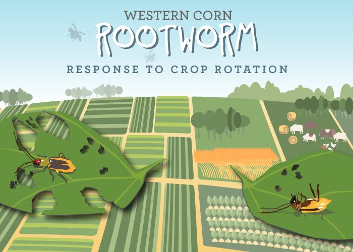Landscape Diversity and Western Corn Rootworm Resistance