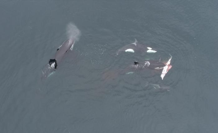 A still image from video taken by Luis Aguilar of orcas sharing meat