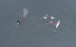 A still image from video taken by Luis Aguilar of orcas sharing meat